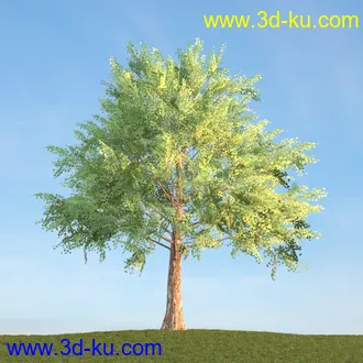 悬铃木,檫木,栎树,榆树,桦树,英国榆树,挪威槭树,植物,树木模型合集的图片