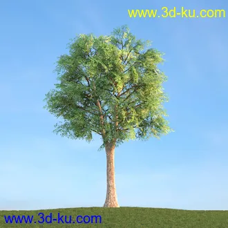 悬铃木,檫木,栎树,榆树,桦树,英国榆树,挪威槭树,植物,树木模型合集的图片