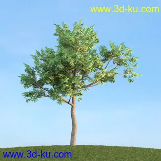 悬铃木,檫木,栎树,榆树,桦树,英国榆树,挪威槭树,植物,树木模型合集的图片