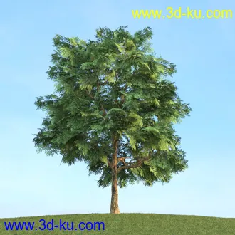 悬铃木,檫木,栎树,榆树,桦树,英国榆树,挪威槭树,植物,树木模型合集的图片