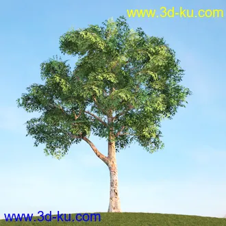 悬铃木,檫木,栎树,榆树,桦树,英国榆树,挪威槭树,植物,树木模型合集的图片