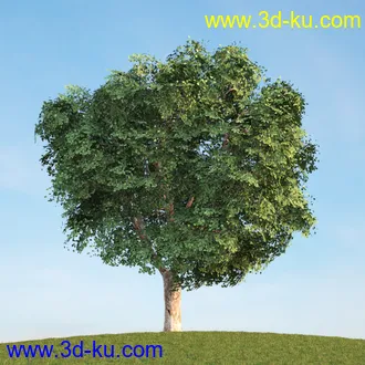 悬铃木,檫木,栎树,榆树,桦树,英国榆树,挪威槭树,植物,树木模型合集的图片