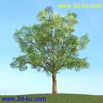 悬铃木,檫木,栎树,榆树,桦树,英国榆树,挪威槭树,植物,树木模型合集的图片