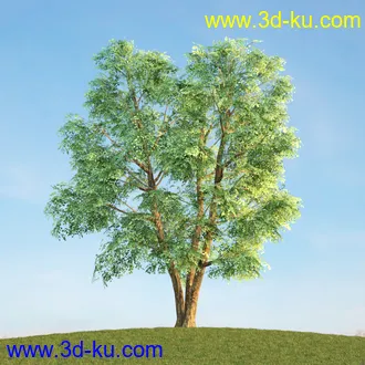 悬铃木,檫木,栎树,榆树,桦树,英国榆树,挪威槭树,植物,树木模型合集的图片