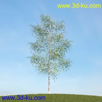 悬铃木,檫木,栎树,榆树,桦树,英国榆树,挪威槭树,植物,树木模型合集的图片