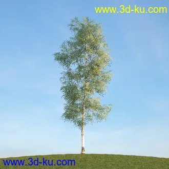 悬铃木,檫木,栎树,榆树,桦树,英国榆树,挪威槭树,植物,树木模型合集的图片