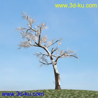 杨树,松树,柳树,椴树,桤木,桦木,银杏树,山楂树,云杉树,植物,树木模型合集的图片