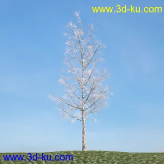 杨树,松树,柳树,椴树,桤木,桦木,银杏树,山楂树,云杉树,植物,树木模型合集的图片3