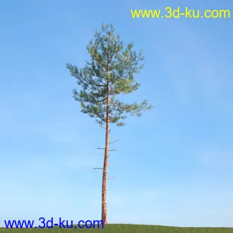 杨树,松树,柳树,椴树,桤木,桦木,银杏树,山楂树,云杉树,植物,树木模型合集的图片5