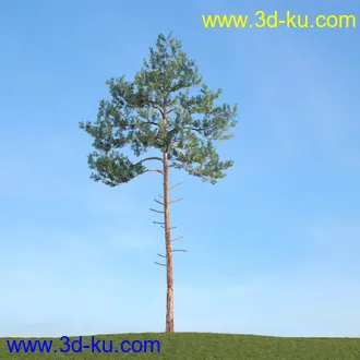 杨树,松树,柳树,椴树,桤木,桦木,银杏树,山楂树,云杉树,植物,树木模型合集的图片6