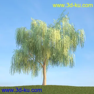 杨树,松树,柳树,椴树,桤木,桦木,银杏树,山楂树,云杉树,植物,树木模型合集的图片7