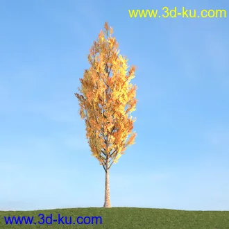 杨树,松树,柳树,椴树,桤木,桦木,银杏树,山楂树,云杉树,植物,树木模型合集的图片8