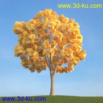 杨树,松树,柳树,椴树,桤木,桦木,银杏树,山楂树,云杉树,植物,树木模型合集的图片9