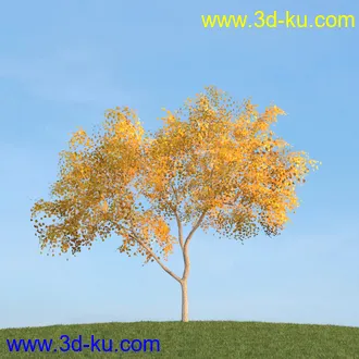 杨树,松树,柳树,椴树,桤木,桦木,银杏树,山楂树,云杉树,植物,树木模型合集的图片10