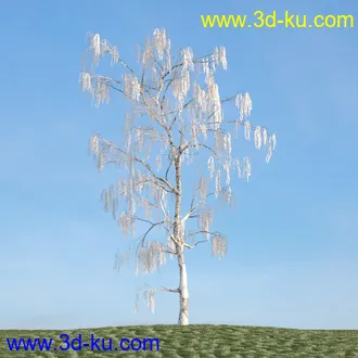 杨树,松树,柳树,椴树,桤木,桦木,银杏树,山楂树,云杉树,植物,树木模型合集的图片11