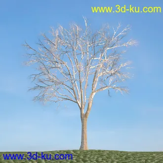 杨树,松树,柳树,椴树,桤木,桦木,银杏树,山楂树,云杉树,植物,树木模型合集的图片12