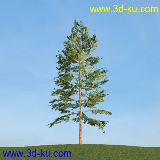 梣树,白蜡树,椴树,火炬松,松树,云杉,欧洲山松,北美乔松,植物,树木模型合集的图片1