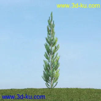 梣树,白蜡树,椴树,火炬松,松树,云杉,欧洲山松,北美乔松,植物,树木模型合集的图片4