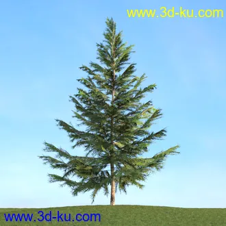 梣树,白蜡树,椴树,火炬松,松树,云杉,欧洲山松,北美乔松,植物,树木模型合集的图片5