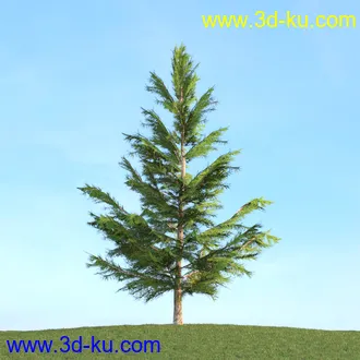 梣树,白蜡树,椴树,火炬松,松树,云杉,欧洲山松,北美乔松,植物,树木模型合集的图片6