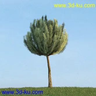 梣树,白蜡树,椴树,火炬松,松树,云杉,欧洲山松,北美乔松,植物,树木模型合集的图片8