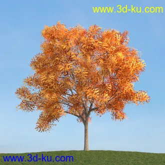 梣树,白蜡树,椴树,火炬松,松树,云杉,欧洲山松,北美乔松,植物,树木模型合集的图片13