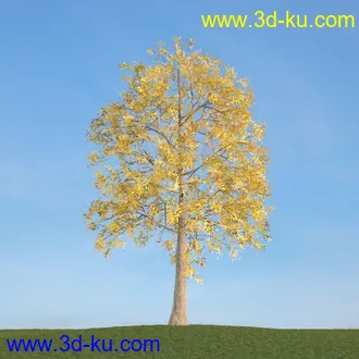 梣树,白蜡树,椴树,火炬松,松树,云杉,欧洲山松,北美乔松,植物,树木模型合集的图片