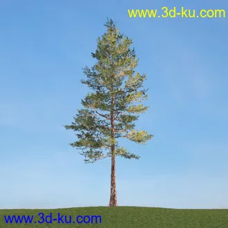 梣树,白蜡树,椴树,火炬松,松树,云杉,欧洲山松,北美乔松,植物,树木模型合集的图片