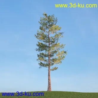 梣树,白蜡树,椴树,火炬松,松树,云杉,欧洲山松,北美乔松,植物,树木模型合集的图片