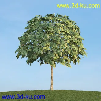 雪松,挪威槭,桦木,爆竹柳,鸡爪槭,花楸,欧洲赤松,榆树,梣树,植物,树木模型合集的图片