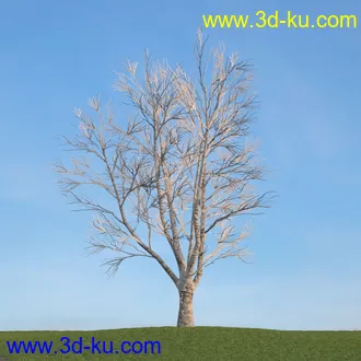 雪松,挪威槭,桦木,爆竹柳,鸡爪槭,花楸,欧洲赤松,榆树,梣树,植物,树木模型合集的图片