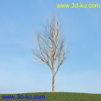 雪松,挪威槭,桦木,爆竹柳,鸡爪槭,花楸,欧洲赤松,榆树,梣树,植物,树木模型合集的图片