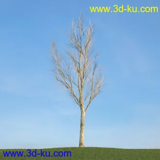 雪松,挪威槭,桦木,爆竹柳,鸡爪槭,花楸,欧洲赤松,榆树,梣树,植物,树木模型合集的图片