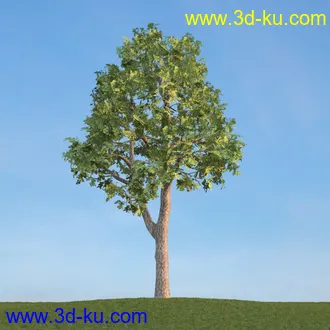 雪松,挪威槭,桦木,爆竹柳,鸡爪槭,花楸,欧洲赤松,榆树,梣树,植物,树木模型合集的图片