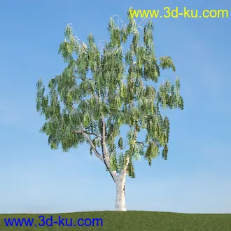 雪松,挪威槭,桦木,爆竹柳,鸡爪槭,花楸,欧洲赤松,榆树,梣树,植物,树木模型合集的图片