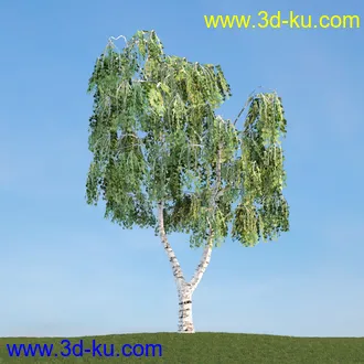 雪松,挪威槭,桦木,爆竹柳,鸡爪槭,花楸,欧洲赤松,榆树,梣树,植物,树木模型合集的图片