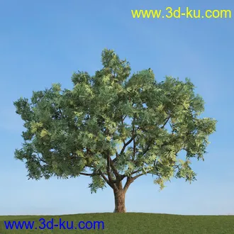 雪松,挪威槭,桦木,爆竹柳,鸡爪槭,花楸,欧洲赤松,榆树,梣树,植物,树木模型合集的图片