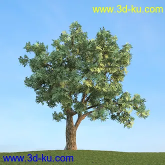 雪松,挪威槭,桦木,爆竹柳,鸡爪槭,花楸,欧洲赤松,榆树,梣树,植物,树木模型合集的图片