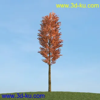 雪松,挪威槭,桦木,爆竹柳,鸡爪槭,花楸,欧洲赤松,榆树,梣树,植物,树木模型合集的图片