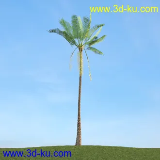 棕榈树,飓风椰子,番木瓜,华盛顿葵树,海枣树,散尾葵,椰树,蒲葵,灌木,植物,树木模型合集的图片