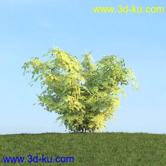 棕榈树,飓风椰子,番木瓜,华盛顿葵树,海枣树,散尾葵,椰树,蒲葵,灌木,植物,树木模型合集的图片