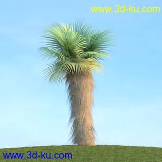 棕榈树,飓风椰子,番木瓜,华盛顿葵树,海枣树,散尾葵,椰树,蒲葵,灌木,植物,树木模型合集的图片