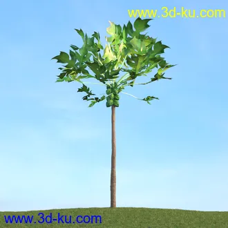 棕榈树,飓风椰子,番木瓜,华盛顿葵树,海枣树,散尾葵,椰树,蒲葵,灌木,植物,树木模型合集的图片