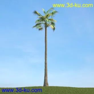 棕榈树,飓风椰子,番木瓜,华盛顿葵树,海枣树,散尾葵,椰树,蒲葵,灌木,植物,树木模型合集的图片