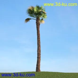 棕榈树,飓风椰子,番木瓜,华盛顿葵树,海枣树,散尾葵,椰树,蒲葵,灌木,植物,树木模型合集的图片