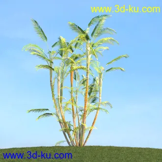 棕榈树,飓风椰子,番木瓜,华盛顿葵树,海枣树,散尾葵,椰树,蒲葵,灌木,植物,树木模型合集的图片