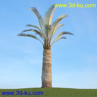 棕榈树,飓风椰子,番木瓜,华盛顿葵树,海枣树,散尾葵,椰树,蒲葵,灌木,植物,树木模型合集的图片