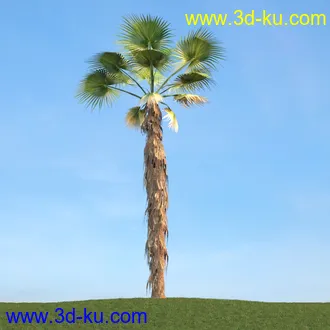 棕榈树,飓风椰子,番木瓜,华盛顿葵树,海枣树,散尾葵,椰树,蒲葵,灌木,植物,树木模型合集的图片