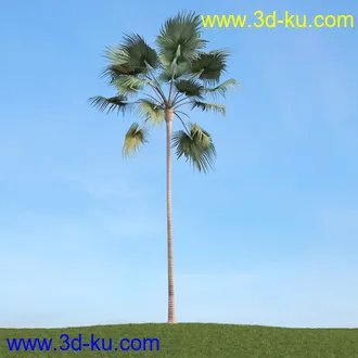 棕榈树,飓风椰子,番木瓜,华盛顿葵树,海枣树,散尾葵,椰树,蒲葵,灌木,植物,树木模型合集的图片