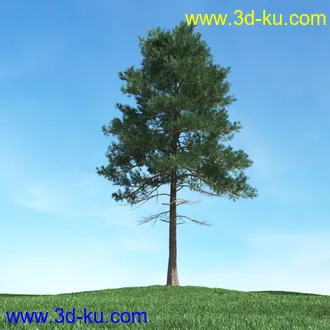 树木模型,植物模型,松树模型,森林模型,各种树木模型合集的图片4